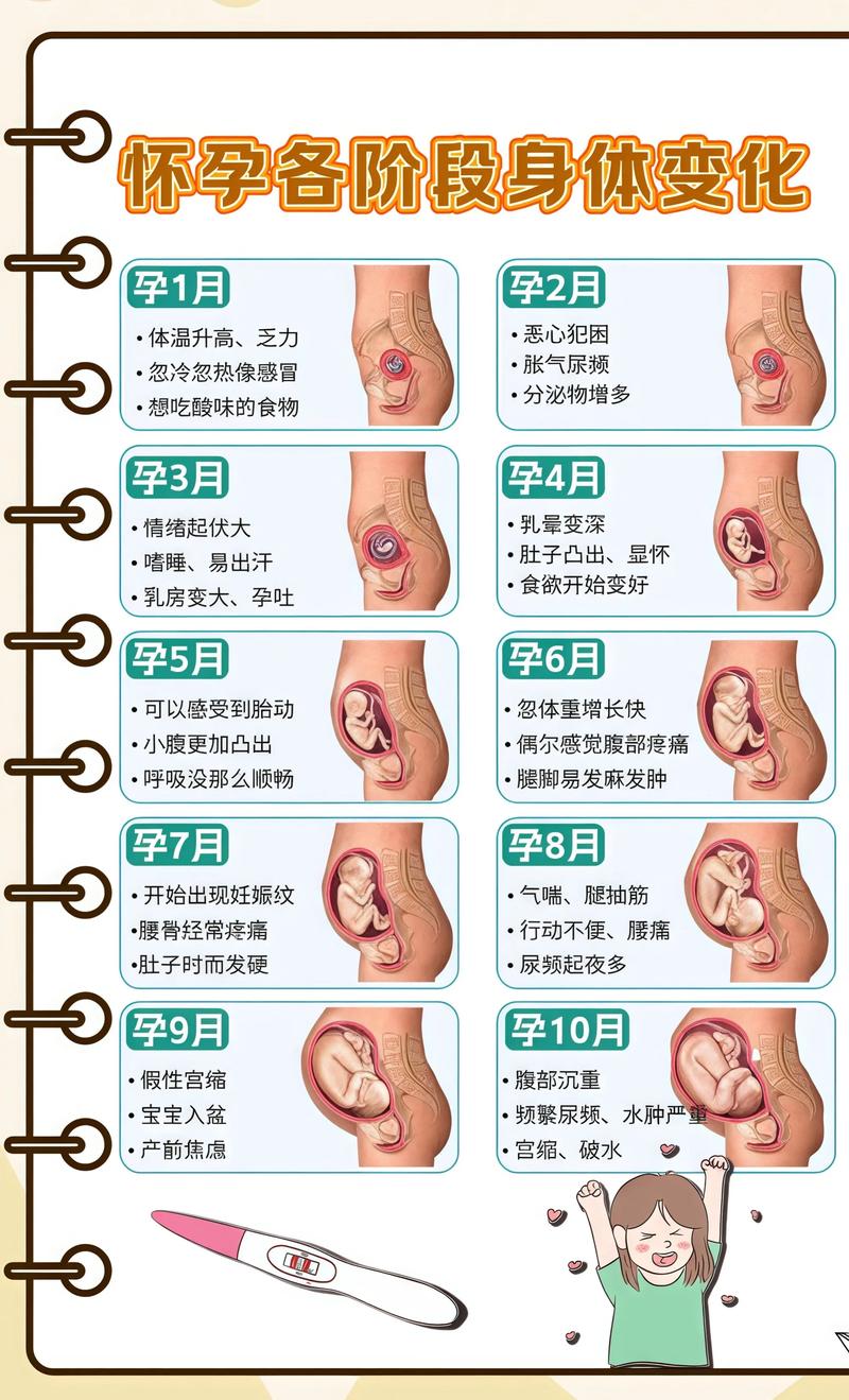 揭秘供卵代孕妈妈怀孕小腹分两节，孕期变化的奥秘苏州代生机构: